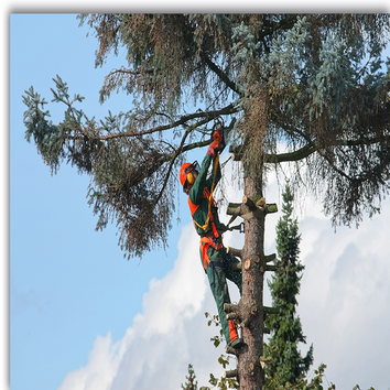 Photos by Aaron's Tree & Landscaping Services #1