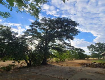 Photos by Navarro Tree Service Inc #12