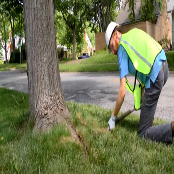 Master of Tree Care Services Inc
