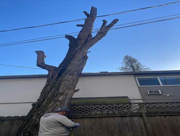 Photos by Ruiz Tree Service #8
