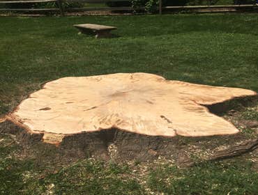 Photo(s) from Bonilla Tree Service Inc