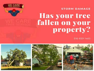 We Care Tree Services Looking for complete tree service. From tree removal to land clearing – We Care Tree Service can handle all of your tree service 