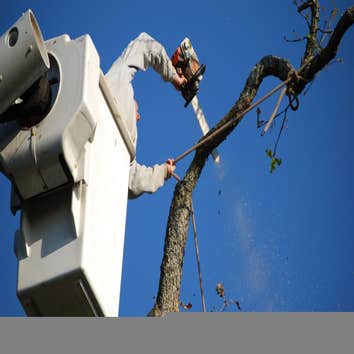 Photos by Historic Village Tree Removal Solutions #1