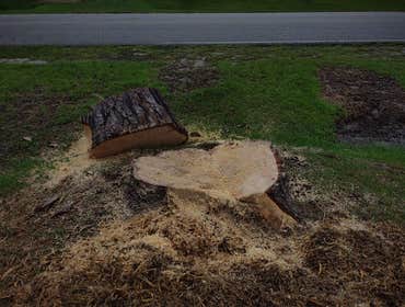 Photos by Scott's Stump Grinding and Tree Service #1