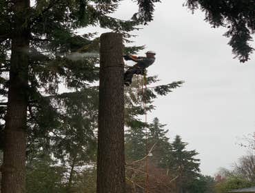Photos by Bersch Tree Service LLC #1