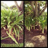 Photos by Velasquez Landscaping & Tree Service LLC #4