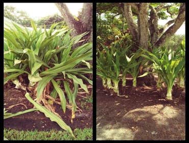 Photos by Velasquez Landscaping & Tree Service LLC #4