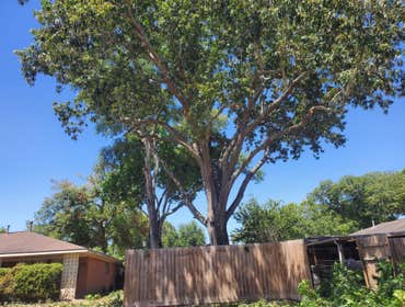 Photos by Arbor King Tree Service LLC #1