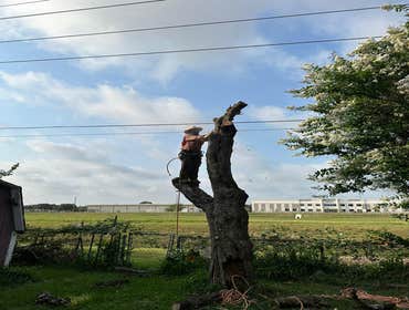 Photos by Contreras Tree Services #28