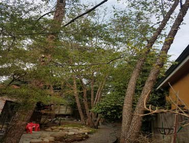 Photos by Moreno Tree Service #1