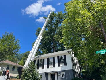 Photos by Herrera Tree Services and Landscaping LLC #4
