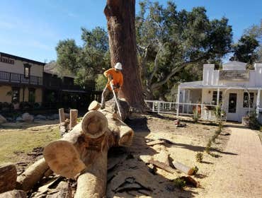 Tree removals