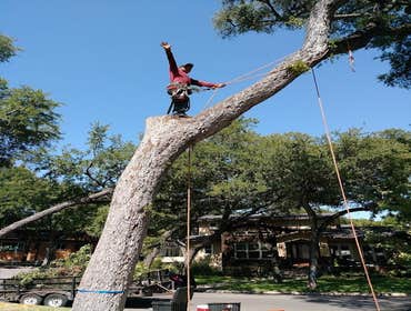 Photos by Atx Blue Star Tree Service #1