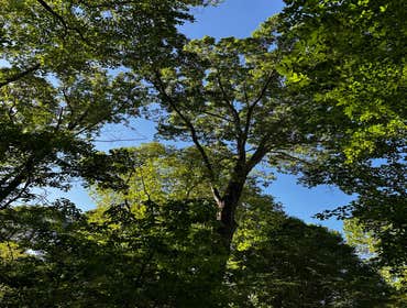 Flores Tree Services General & Landscaping