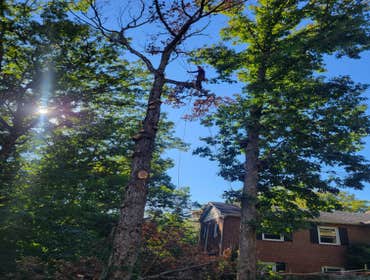 Photos by Hernandez Tree Services #8