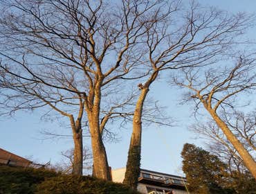 Photos by Fabian Tree Service LLC #1 Trees make the land livable. And yet, sometimes, they need removal, pruning, and stump grinding to clear the area 