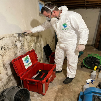 Nyc Mold Removal Services