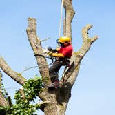 Photos by Citrus Heights Tree Service #1