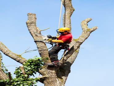 Photos by Citrus Heights Tree Service #1