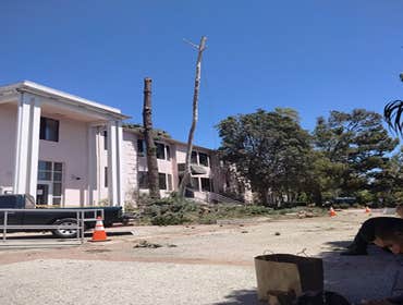 Photos by Villeda Tree Services #1