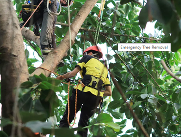 Photos by Burbank Tree Professionals #1