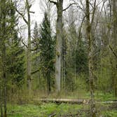Photos by Crown Tree Service Longview #1