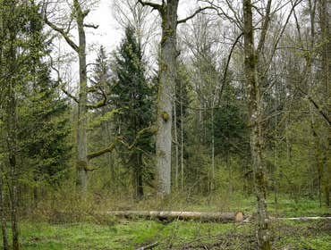 Photos by Crown Tree Service Longview #1