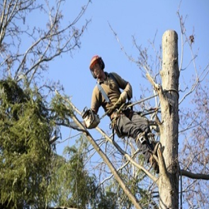 New Fairfield Tree Service