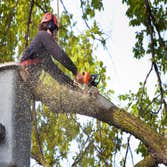 Photos by Romero Tree Services & Landscaping LLC #1