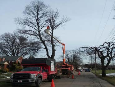 Photos by Black Lab Tree Service #1