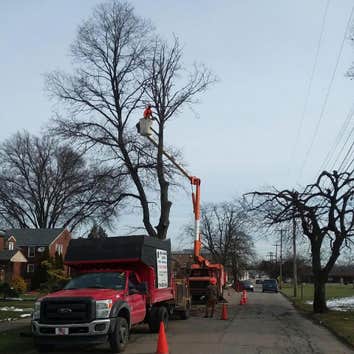 Photos by Black Lab Tree Service #1