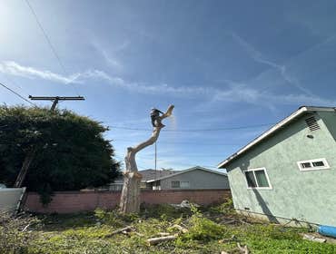 Photos by Majestic Tree Care Inc #5