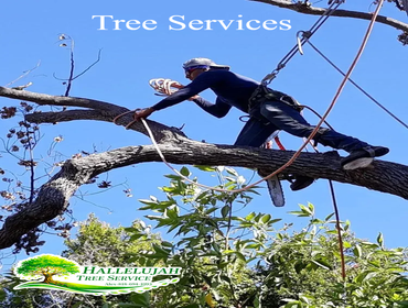 Photos by Hallelujah Tree Service #1