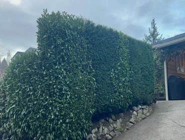 Photos by Maci Landscaping Services LLC #1