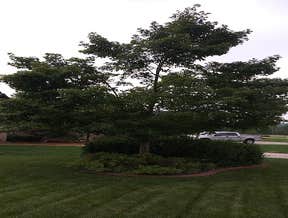 Before Tree Removal