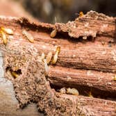 Photos by Scenic City Termite Removal #1