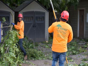 Photos by Discovery Tree Care, Inc #2