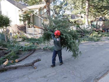 Photos by California Green Tree Care #1