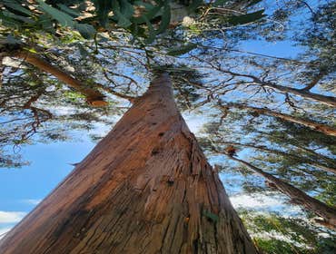 Photos by Pro M Tree Service #53