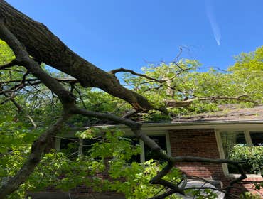 Photos by ALX Tree Services LLC #1