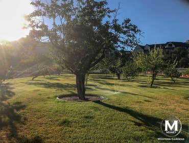 Orchard and Irrigation Installation