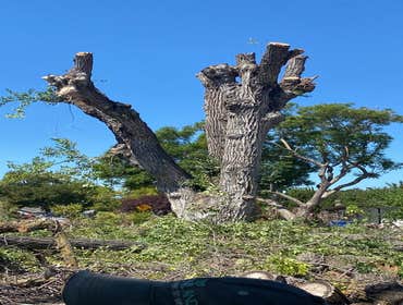 Photos by Jose Marin Tree Service #5