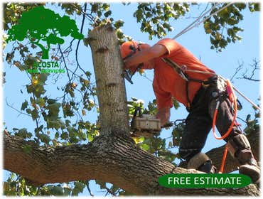 Photos by Acosta Tree Service Inc #17