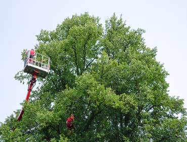 Photos by Elk Grove Tree Pros #1