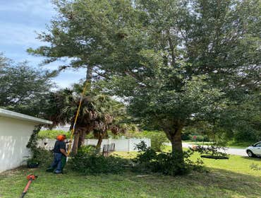 Photos by Arbobella Tree Service #1