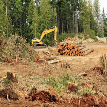 Naugle Logging