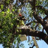 Ruiz Tree Service