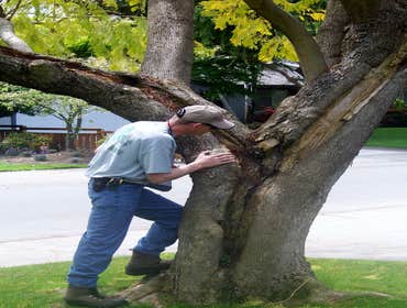 A Better Tree Service Photos Stump grinding, Pruning, Emergency tree service and Consulting.