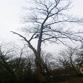 Photos by A&m Tree Services LLC #1