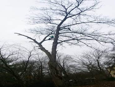 Photos by A&m Tree Services LLC #1